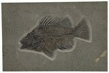 Fossil Fish (Priscacara) - Green River Formation #211220-1